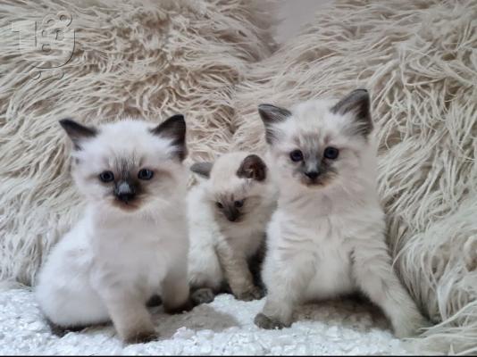 PoulaTo: ενεαλογικά γατάκια Ragdoll